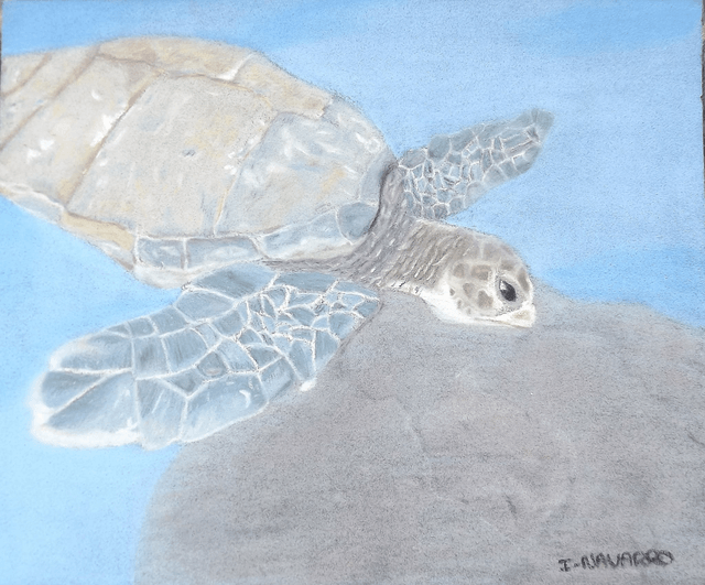 Carte Tortue