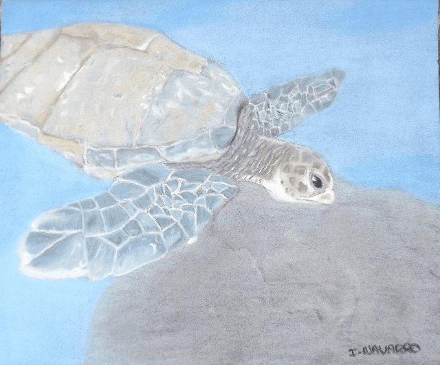 Carte Tortue